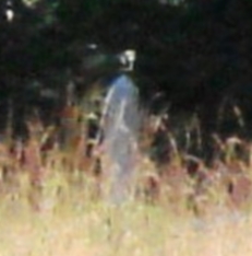 Ghostly Soldier