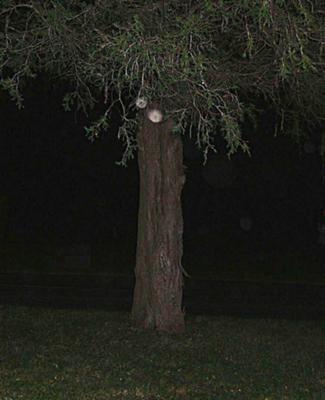 Cemetery Pics