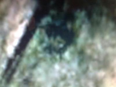 Ghost Of Elvis Picture Taken By Ice-Elvis 