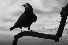 Laughing Crow