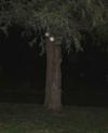 Cemetery Pics